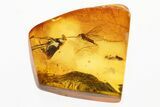 Detailed Fossil Crane Fly and Long-Legged Fly in Baltic Amber #300732-1